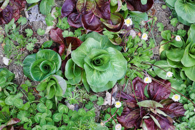 plant