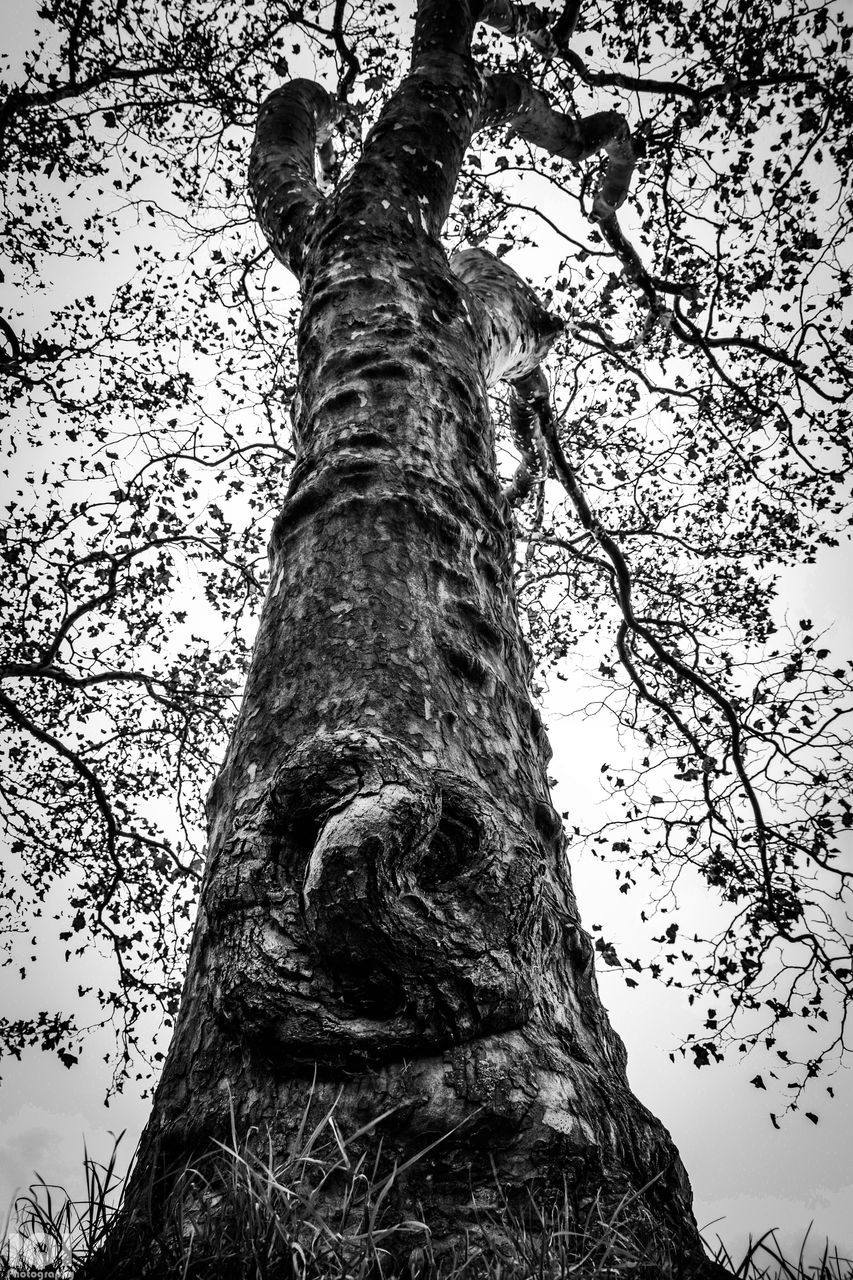 tree, tree trunk, low angle view, sky, no people, outdoors, nature, day, mammal