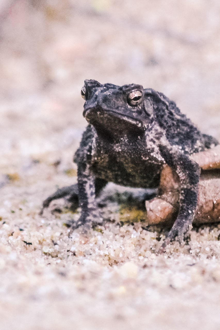 CLOSE-UP OF A TURTLE