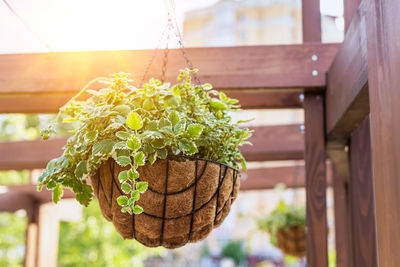 Close-up of potted plant hanging on clothesline