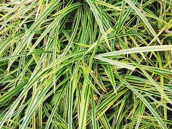 Full frame shot of bamboo plants on field