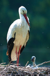 Close-up of birds perching on a bird