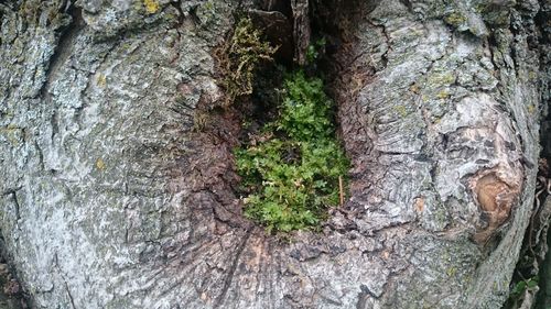 Close-up of moss growing on tree trunk