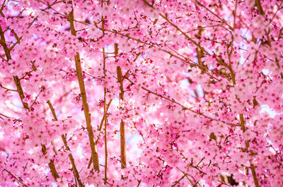 Low angle view of pink flowers on branch