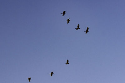 Low angle view of birds flying in sky