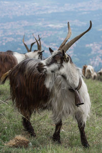 Goats standing in a field