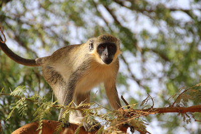 Low angle view of monkey on tree in forest