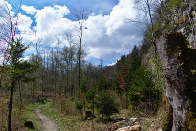 Scenic view of forest against sky