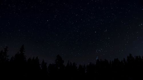 Low angle view of trees against star field at night