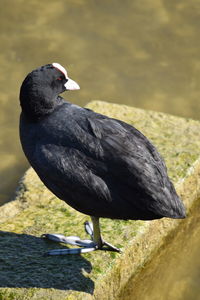 Close-up of bird perching on a lake