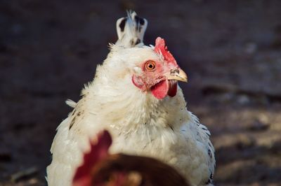Close-up of a chicken 