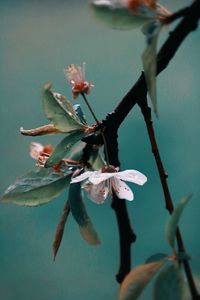 Close-up of flowering plant