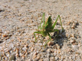 Close-up of caterpillar on plant