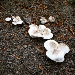 High angle view of white mushrooms