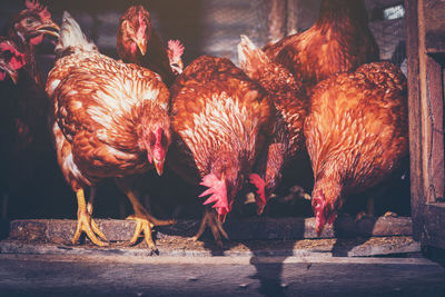 Close-up of chicken birds at farm