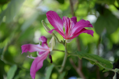 Close-up of pink flower blooming outdoors