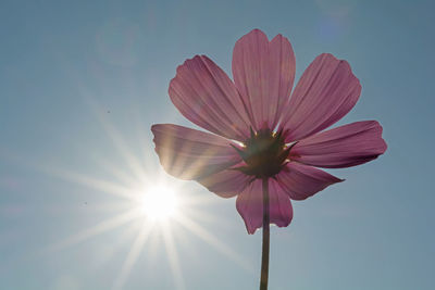 Low angle view of pink flower against sky