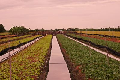 Vegetable field in low land condition, thailand