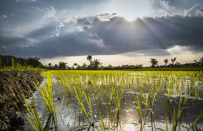 Scenic view of field against sky