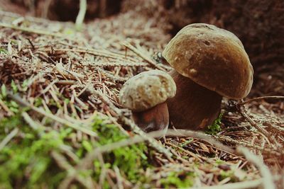 Close-up of mushroom on field