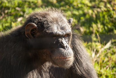 Chimpanzee in south africa