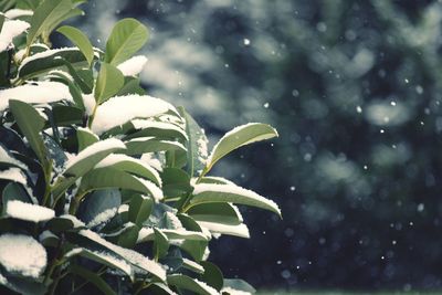 Close-up of wet plant during rainy season