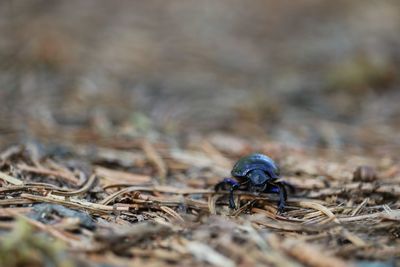 Close-up of housefly on field