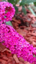 Close-up of pink flowers