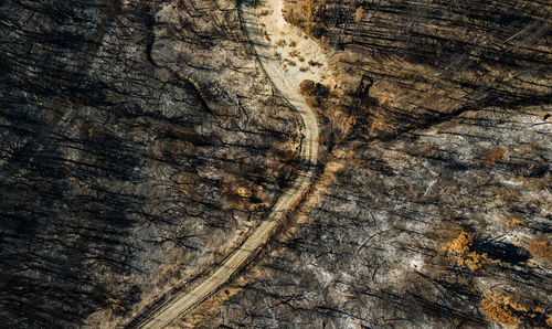 Roads of patagonia, after a fire. burned trees and lost fauna.