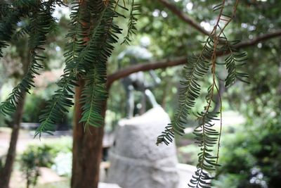 Close-up of pine tree in forest