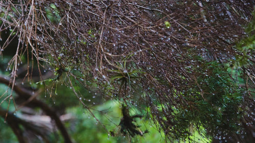 Close-up of grass growing in forest