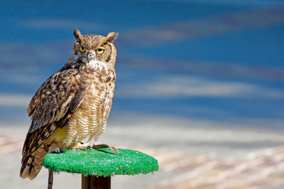 Close up of an owl on bird perch