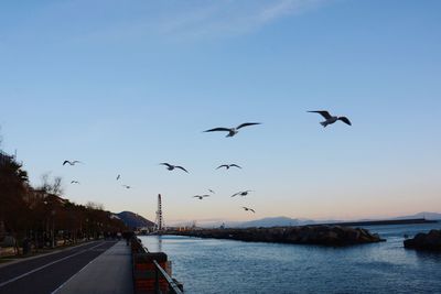 Birds flying over lake against sky during sunset