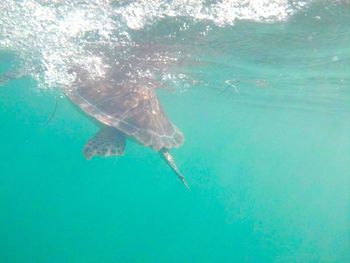 Fish swimming in sea