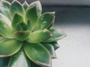 Close-up of water drops on cactus