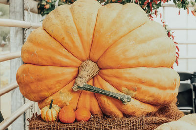 Large pumpkin. autumn composition with giant farm pumpkin..