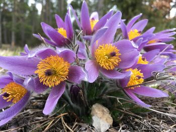 Close-up of purple crocus flowers on field