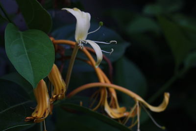 Close-up of water drops on flower