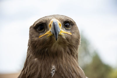 Close-up of eagle