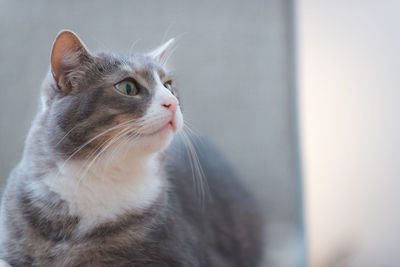 Close-up portrait of cat