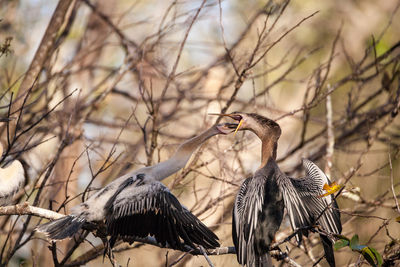 Bird on branch