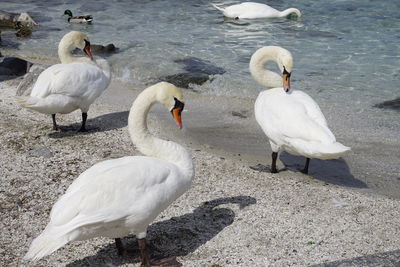 Swans at lakeshore