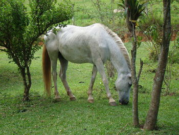 White horse grazing in springtime