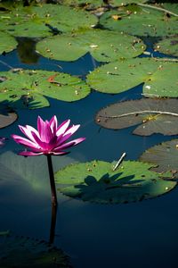 Close-up of lotus water lily in lake