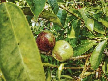 Close-up of fruits on tree