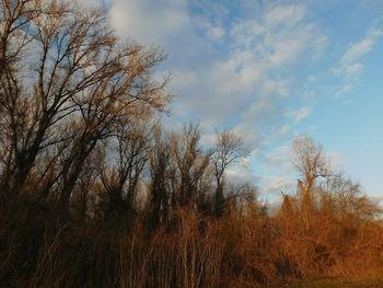 Trees on field against cloudy sky