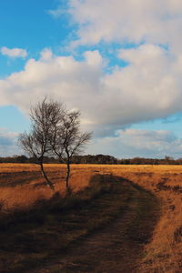 Bare tree on field against sky