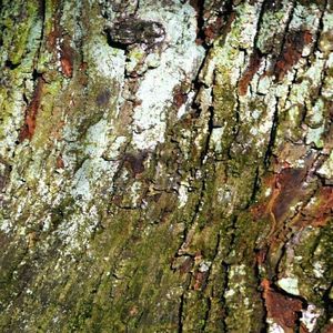 Full frame shot of tree trunk