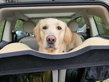 Portrait of dog in car