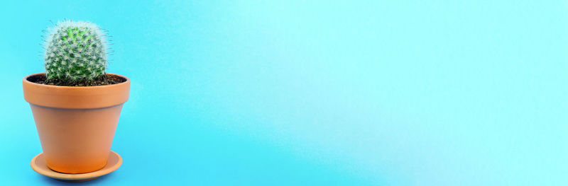 Close-up of potted plant against blue background
